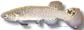 Näsets Ciklidhobby Stelifer Killie akvariefisk 3–4 cm fläckig