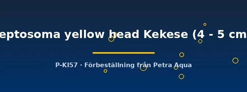 Cyprichromis leptosoma yellow head Kekese ciklid 4–5 cm