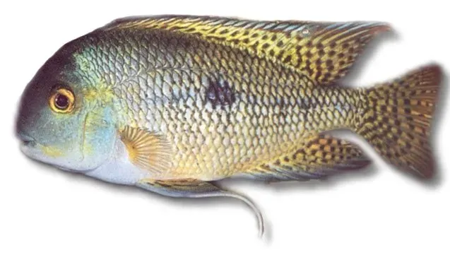 Näsets Ciklidhobby Nicaragua ciklid 5–6 cm Cichlasoma