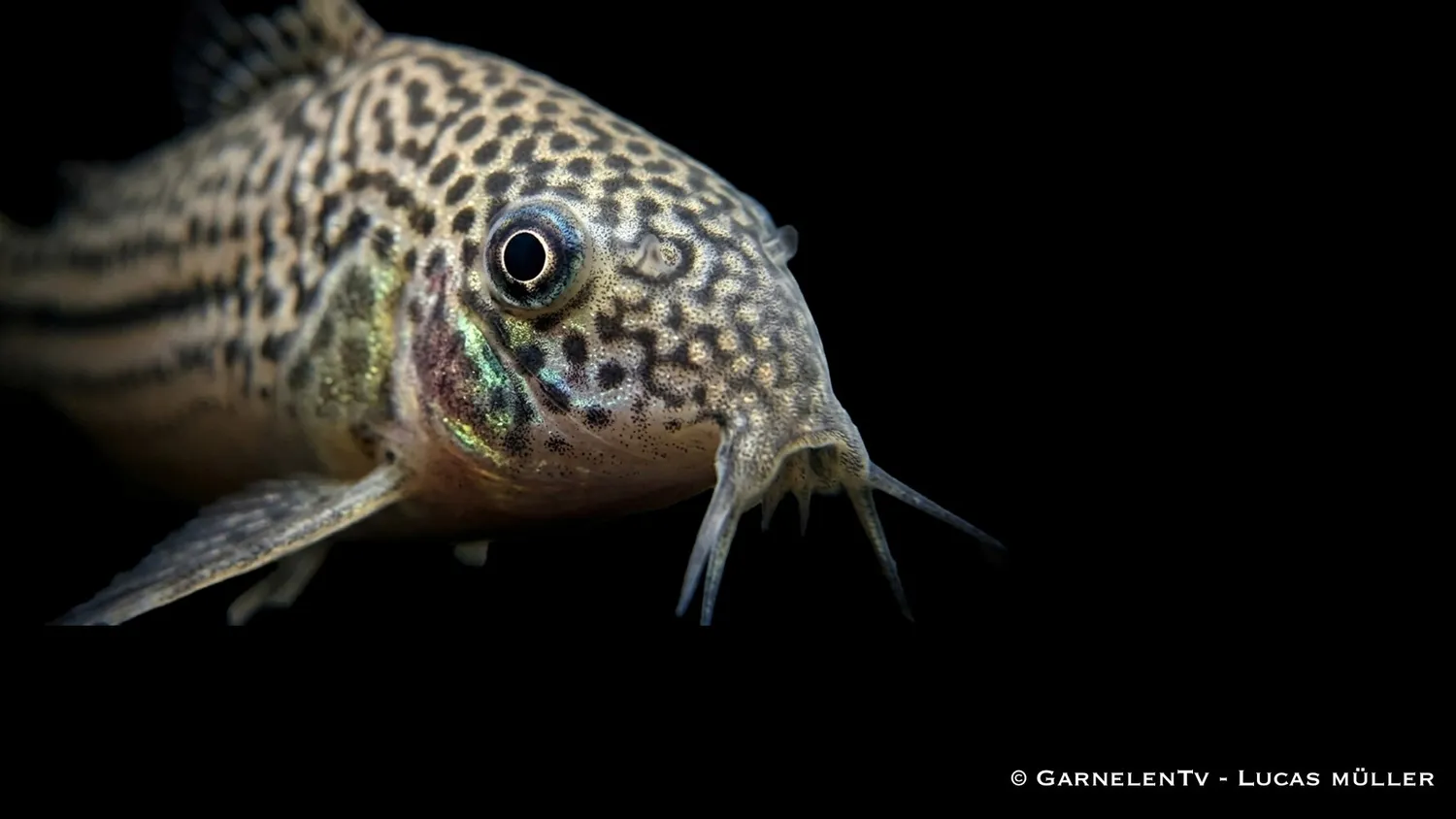 Garnelen TV trebandad pansarmal Hoplisoma trilineatum