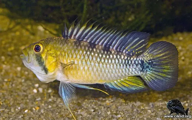 Näsets Ciklidhobby Apistogramma rositae dvärgciklid 3–3,5 cm