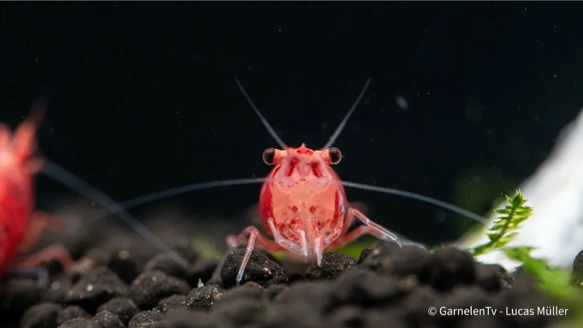 Garnelen TV Red Sakura räka Neocaridina davidi röd