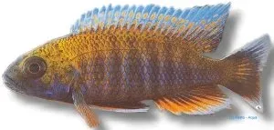 Näsets Ciklidhobby Aulonocara jacobfreibergi blue ciklid 4-5 cm