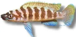 Lamprologus Cylindricus Yellow 5–7 cm ciklid – Tanganyika