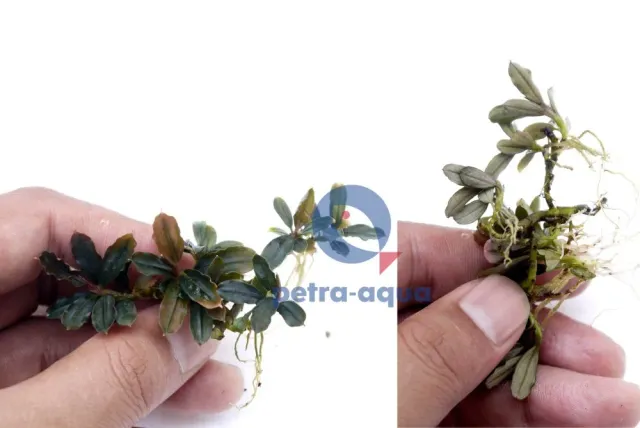 Näsets Ciklidhobby Bucephalandra lamandau mini växt Easy8