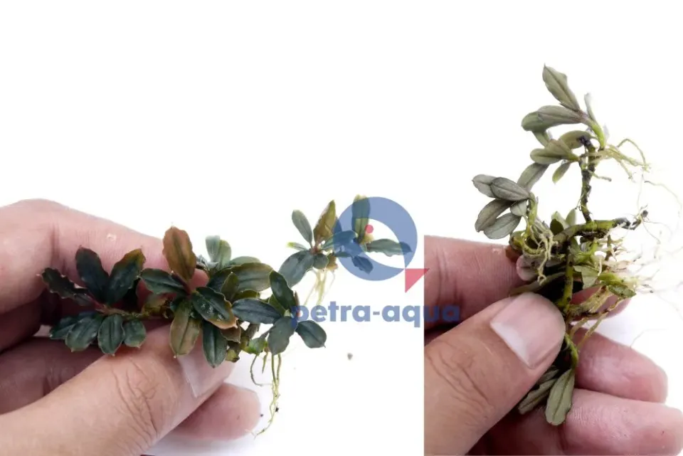 Näsets Ciklidhobby Bucephalandra lamandau mini växt Easy8