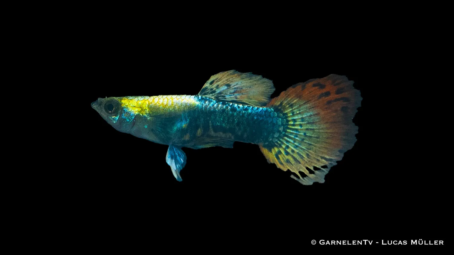 Garnelen TV Dumbo Ear Multicolor guppyhane 3–4 cm