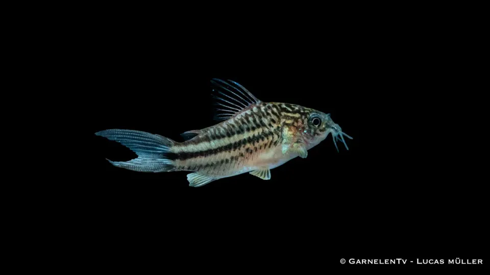 Garnelen TV Napopansarmal Corydoras napoensis pansarmal stim