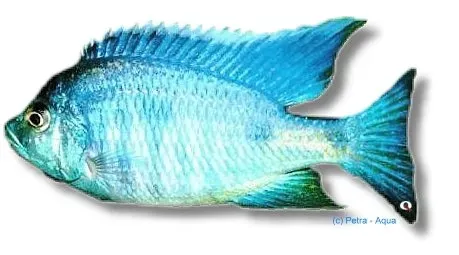 Näsets Ciklidhobby Haplochromis mloto ciklid 4–5 cm