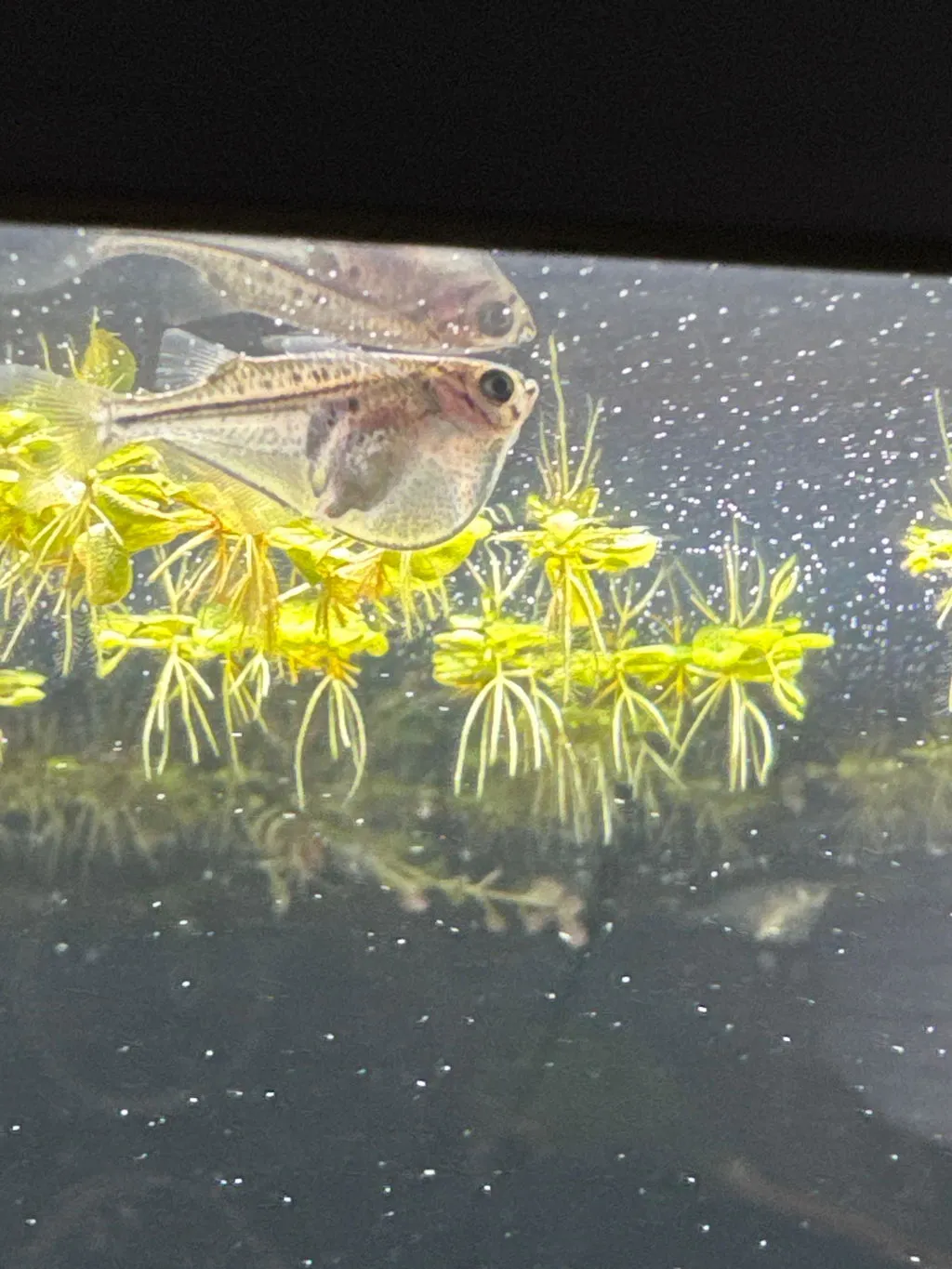 Garnelen TV Thoracocharax stellatus bilbuk stimfisk