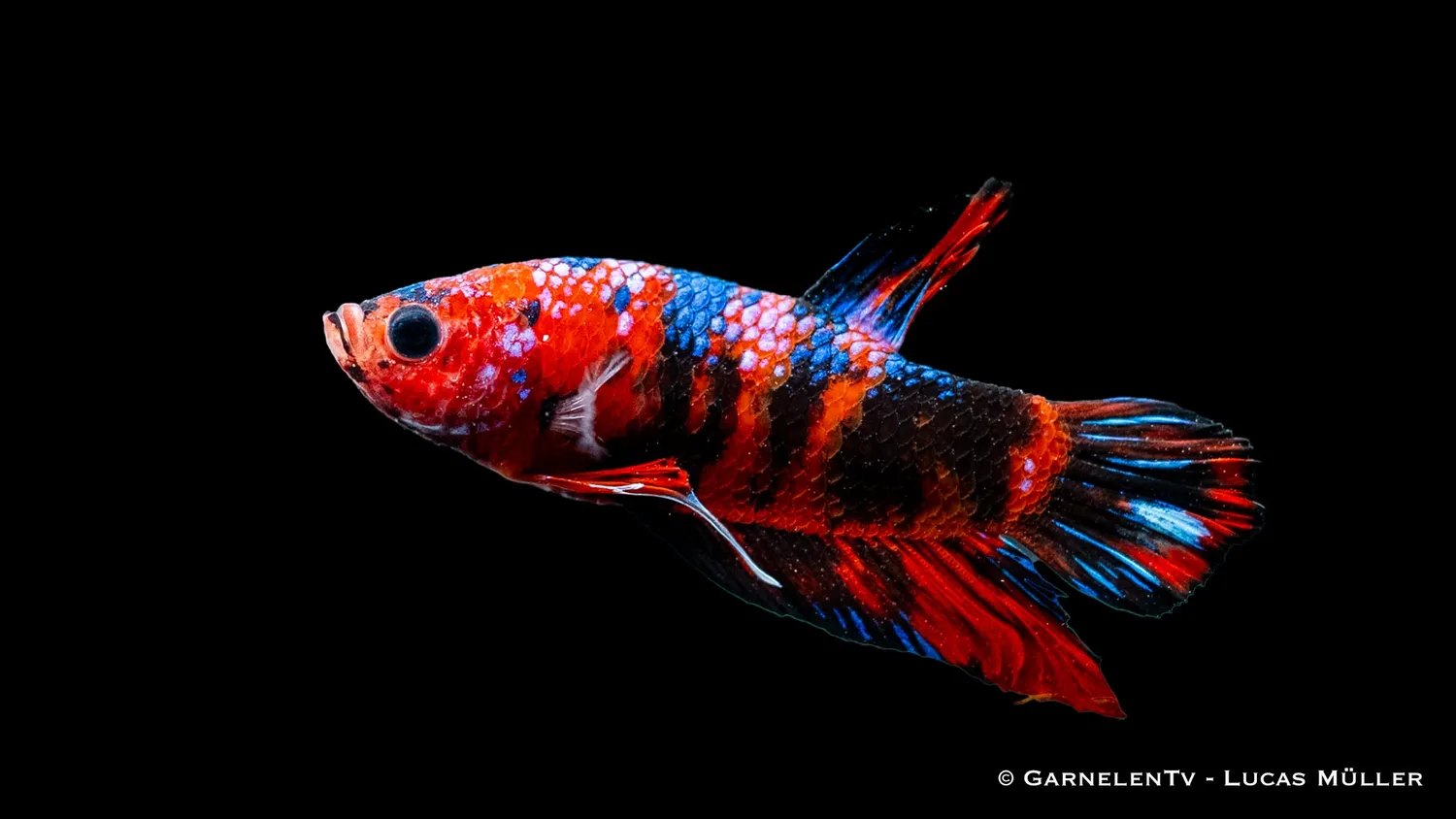 Garnelen TV Koi Plakat kamphane Betta splendens fisk