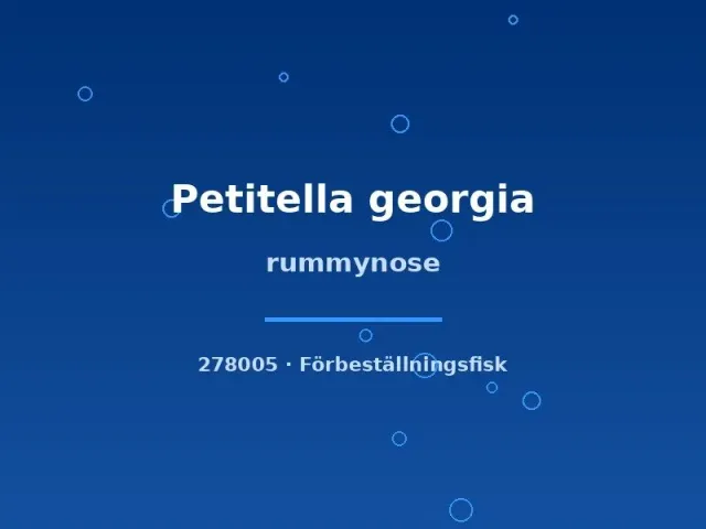 Petitella Rummynose georgia tetra lg–xlg stimfisk