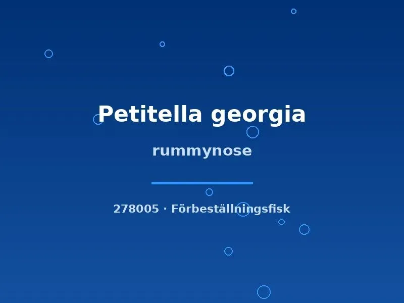 Petitella Rummynose georgia tetra lg–xlg stimfisk