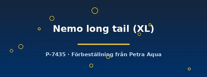 Betta spl Nemo long tail kampfisk hona XL