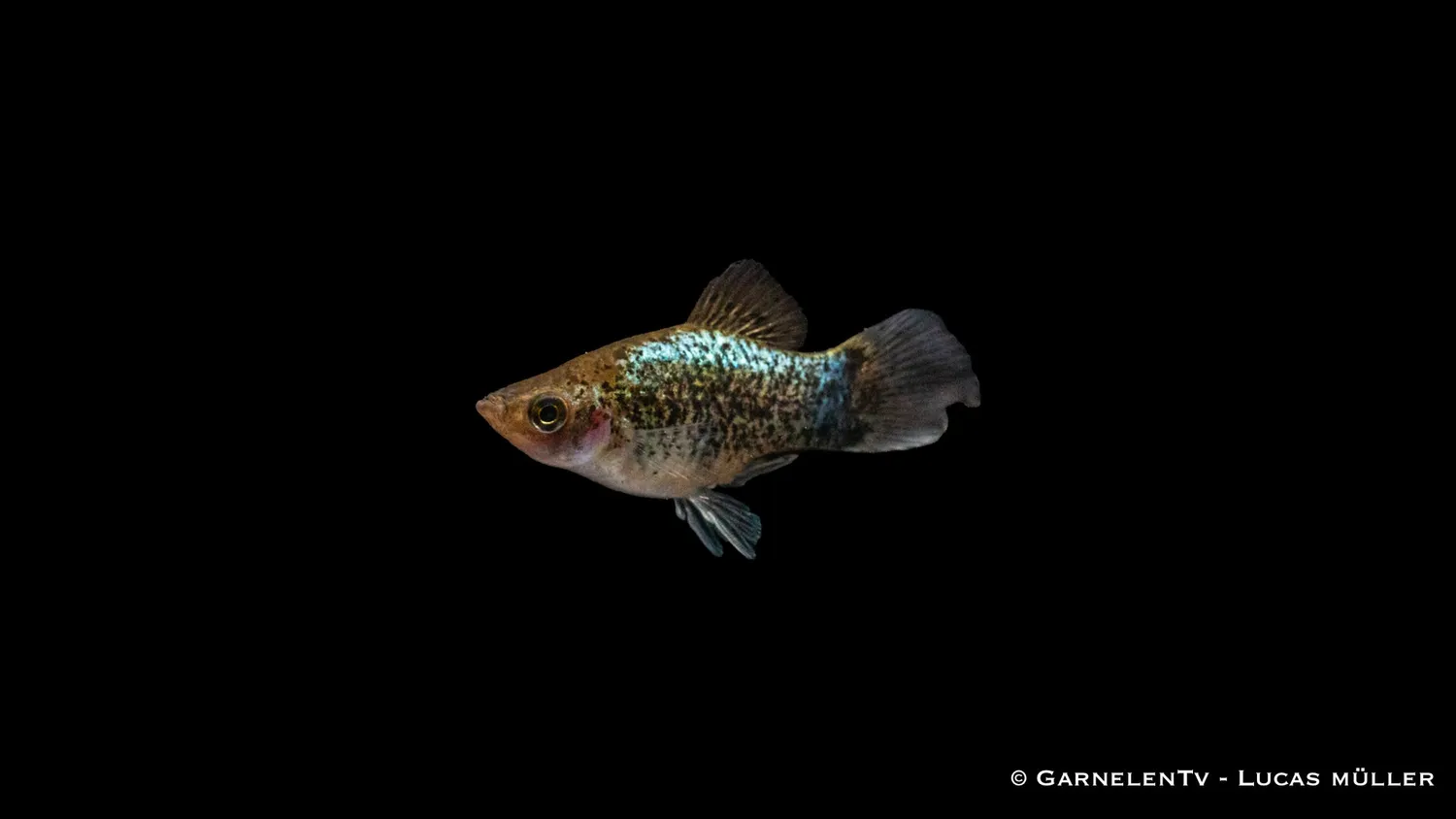 Garnelen TV Platy Blue Spotted akvariefisk 5-7 cm