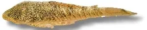Näsets Ciklidhobby Chaetostoma spot sugmal 4–5 cm algätare