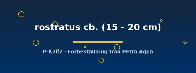 Näsets Rhamphichthys rostratus knivfisk 15-20cm odlad