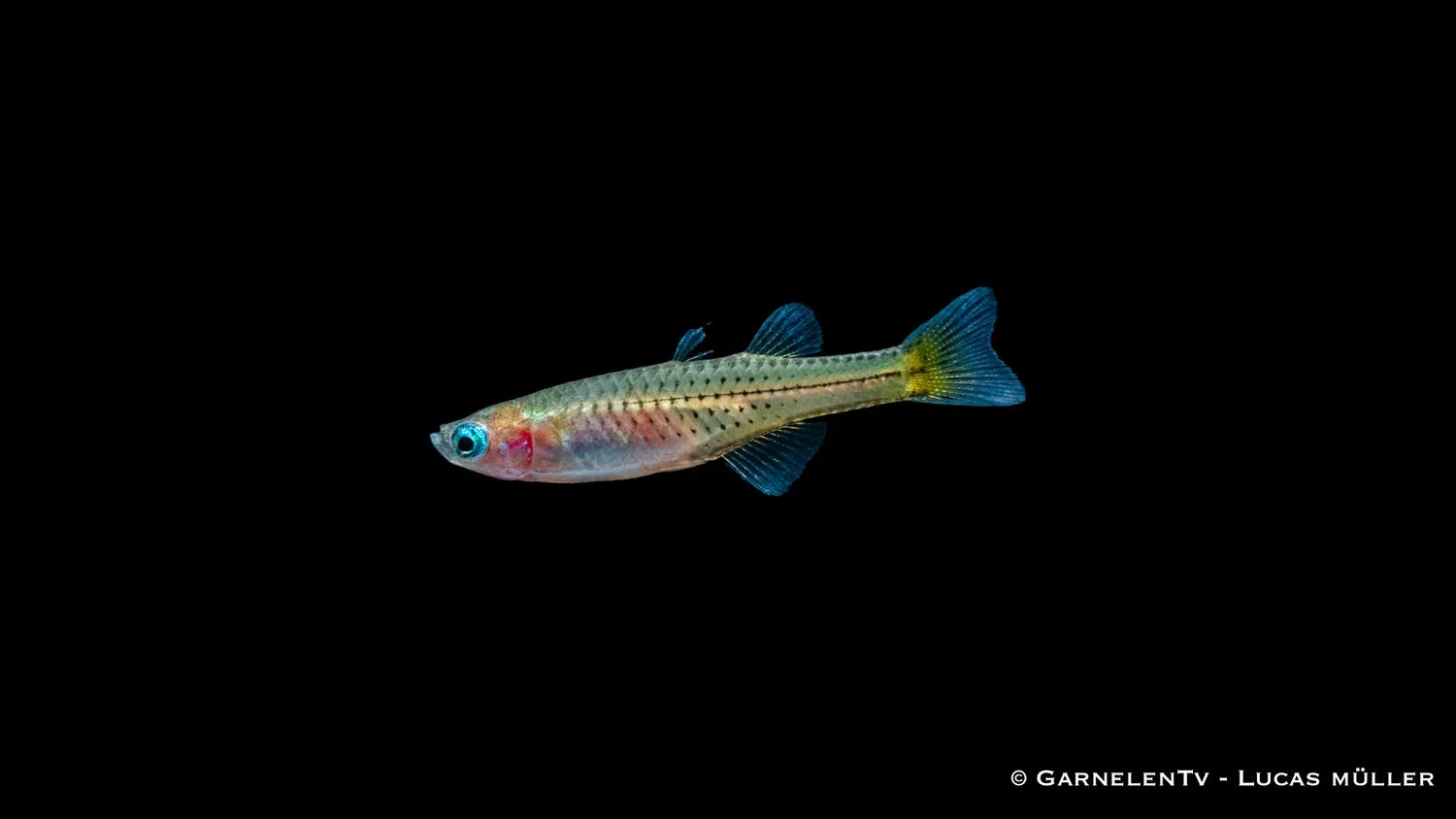 Garnelen TV Pseudomugil gertrudae stimfisk fläckigt blåöga