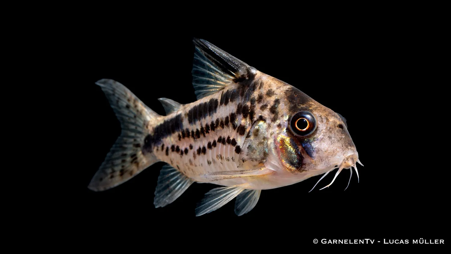 Garnelen TV Snedband pansarmal bottenfisk Corydoras loxozonus