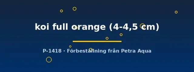 Näsets Ciklidhobby Pterophyllum koi full orange skalar 4–4,5 cm