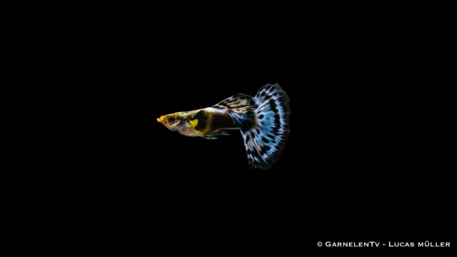 Garnelen TV Guppy Dumbo Ear Blau guppyhane 3-4 cm