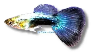 Näsets Ciklidhobby Guppy metallic blue neon hane 3–4 cm