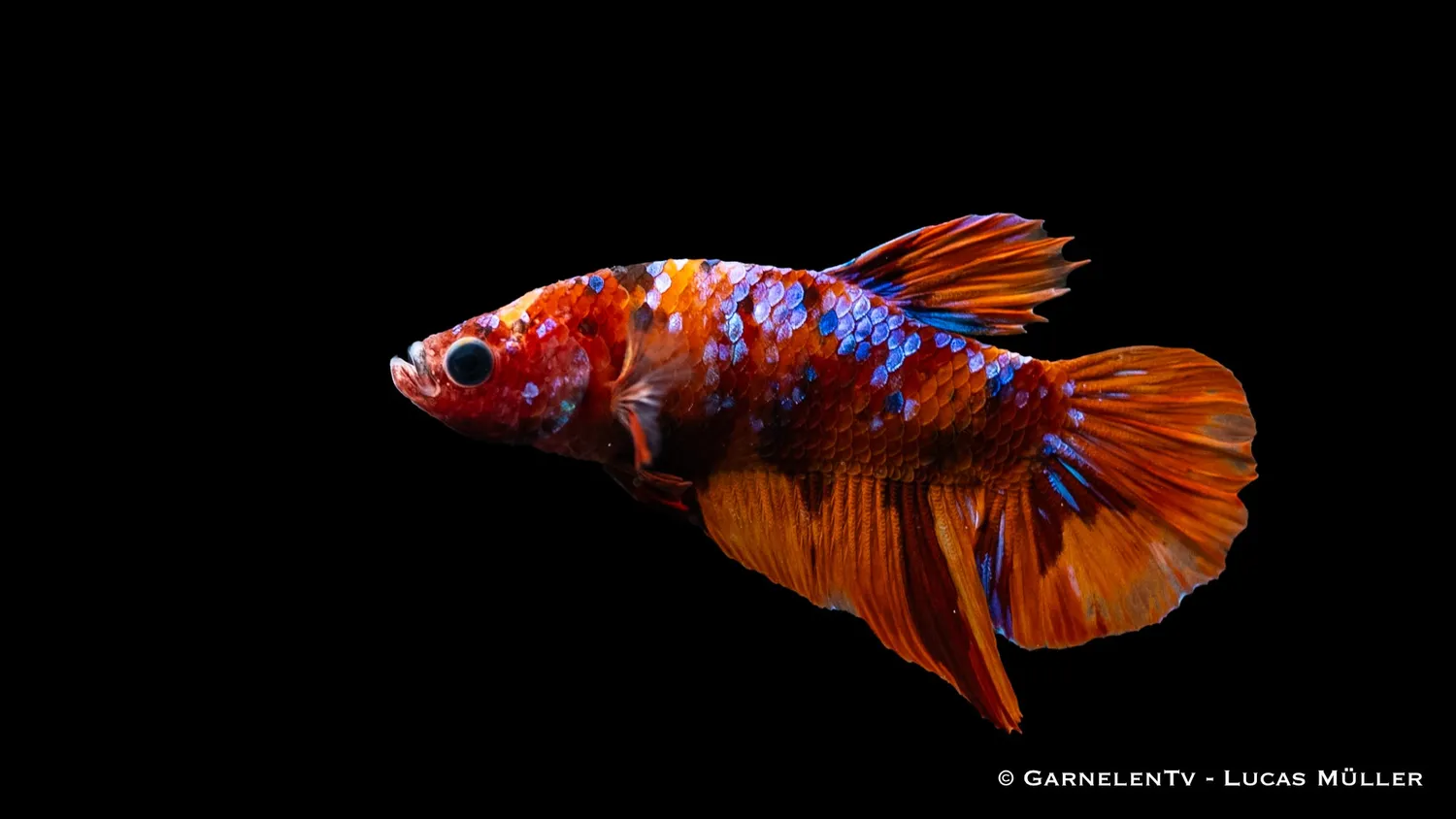 Betta Splendens Koi Nemo XL kampffisk hane 6–8 cm