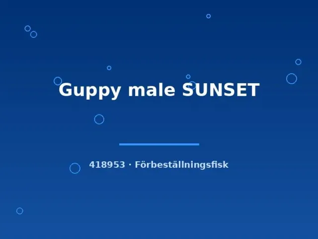 Näsets Ciklidhobby Guppy male SUNSET guppy lg