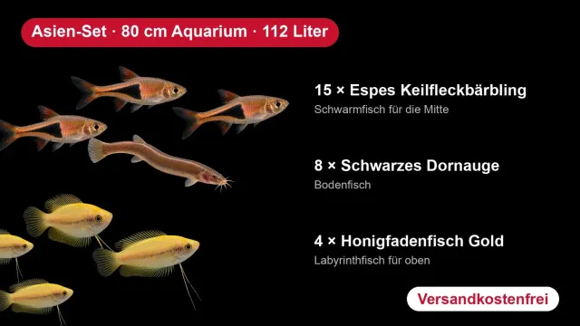Garnelen TV Asien-set 80cm 112L 27 fiskar kilfläck
