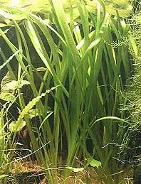 Näsets Ciklidhobby Vallisneria neotropicalis akvarieväxt