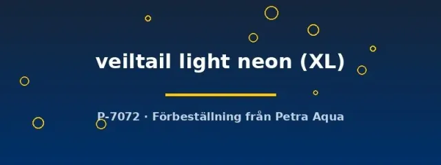Näsets Ciklidhobby Betta spl. veiltail light neon kampfisk XL hane