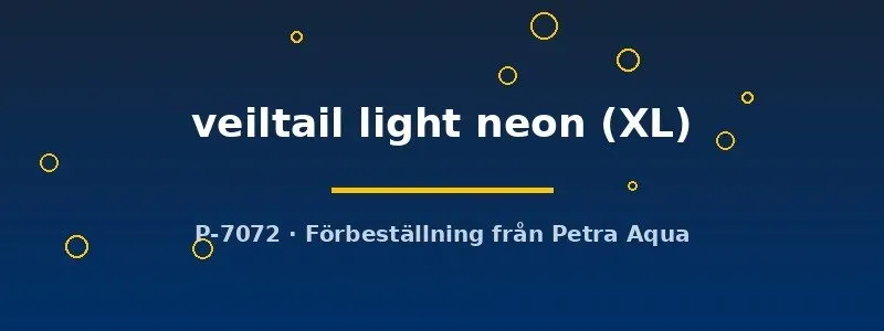 Näsets Ciklidhobby Betta spl. veiltail light neon kampfisk XL hane