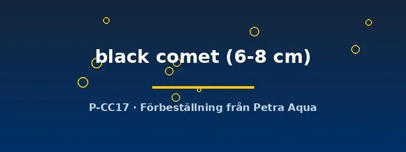 Näsets Ciklidhobby Carassius black comet guldfisk 6–8 cm
