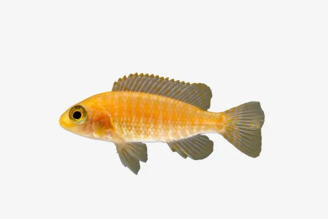Näsets Ciklidhobby Aulonocara sp. firefish malawiciklid 4–5 cm