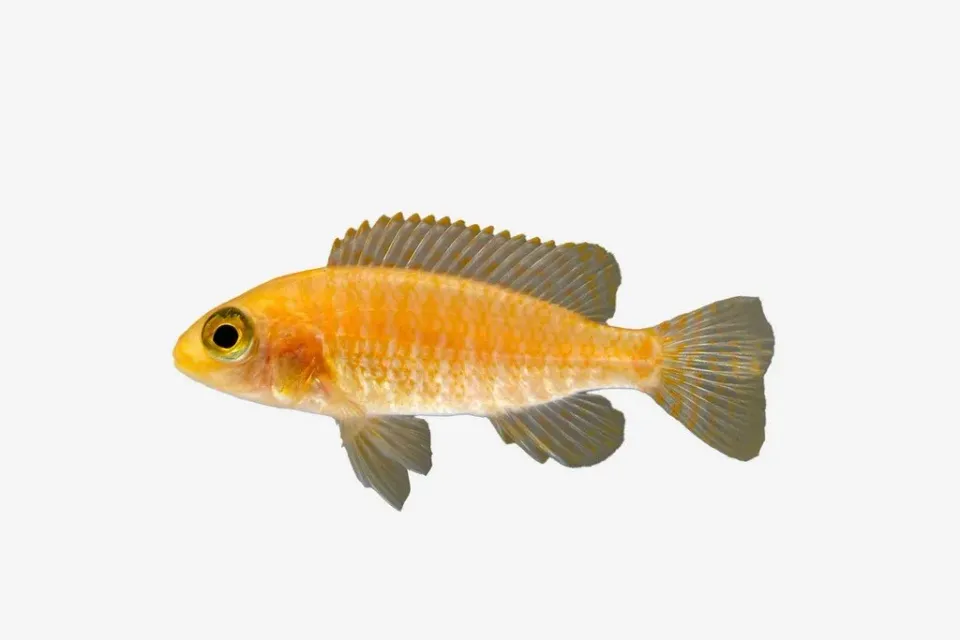 Näsets Ciklidhobby Aulonocara sp. firefish malawiciklid 4–5 cm