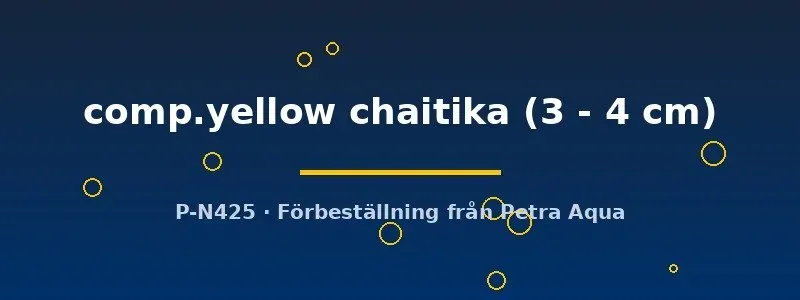 Näsets Ciklidhobby Lamprologus chaitika yellow ciklid 3–4 cm