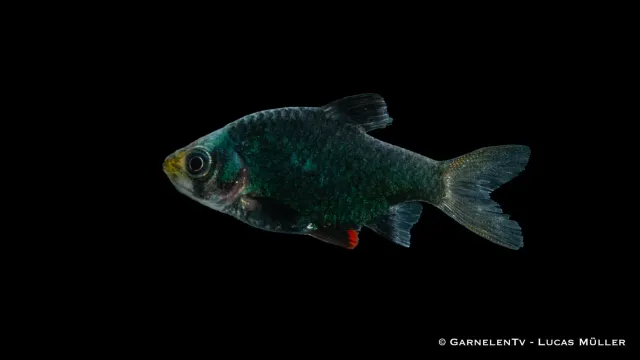 Garnelen TV Mosbarb XXL Puntigrus tetrazona stimfisk