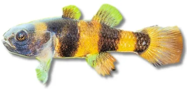 Brachygobius xanthozona Golden Band humlegobi 1–2 cm