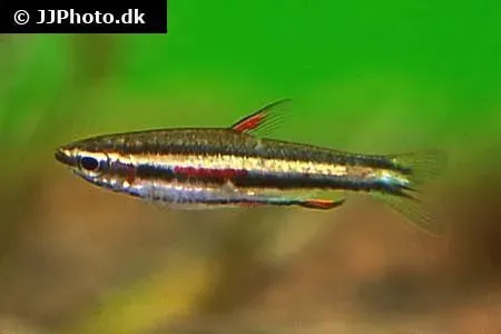 Näsets Ciklidhobby Nannostomus marginatus smycketetra 2,5 cm