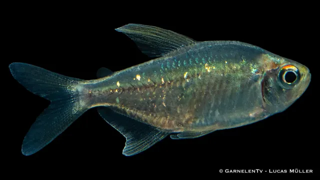 Garnelen TV Brilliantsalmler Moenkhausia pitteri tetra