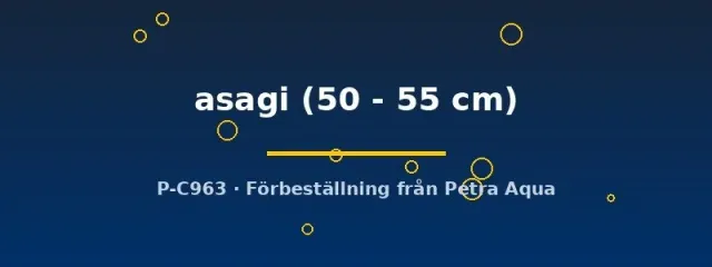 Näsets Ciklidhobby Koi Asagi dammfisk 50–55 cm blågrå