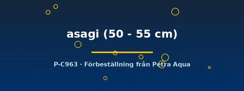 Näsets Ciklidhobby Koi Asagi dammfisk 50–55 cm blågrå