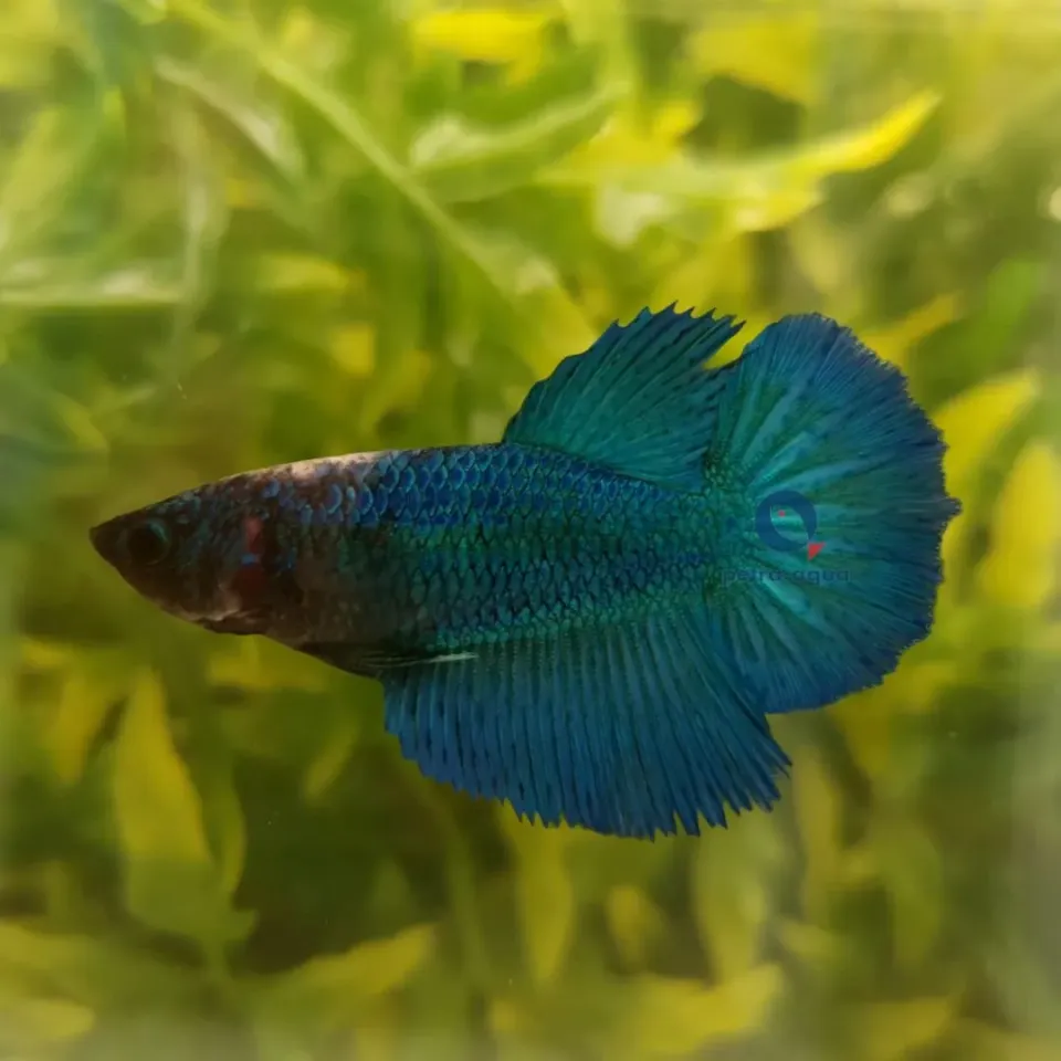 Näsets Ciklidhobby Betta SuperDelta green kampfisk hona XL