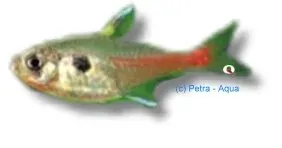 Näsets Ciklidhobby Rosy Phantom tetror 1,5–2 cm stimfisk