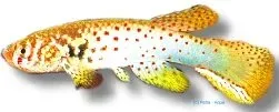 Näsets Ciklidhobby Rachovia pyropunctata killifisk 2,5–3 cm