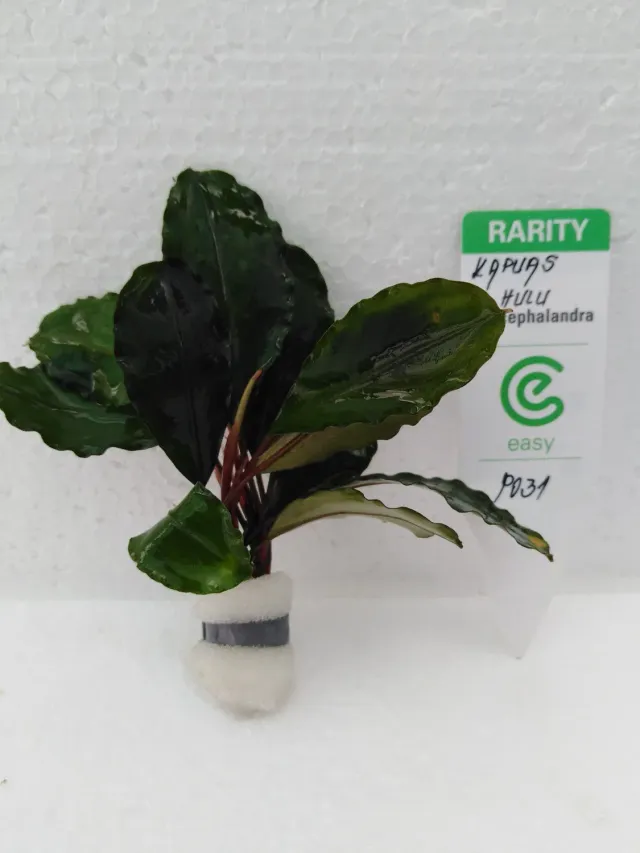 Näsets Ciklidhobby Kapuas Hulu bucephalandra Easy8 växt