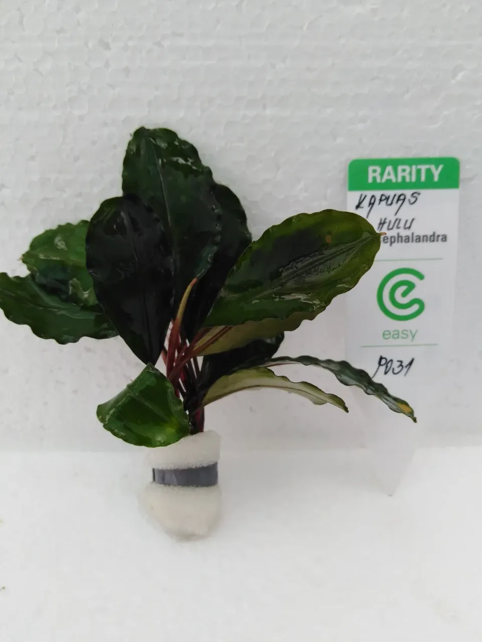 Näsets Ciklidhobby Kapuas Hulu bucephalandra Easy8 växt