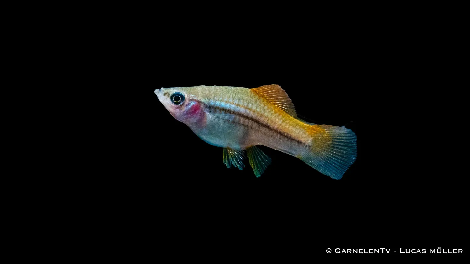 Garnelen TV Neon svärdbärare akvariefisk 5–7 cm