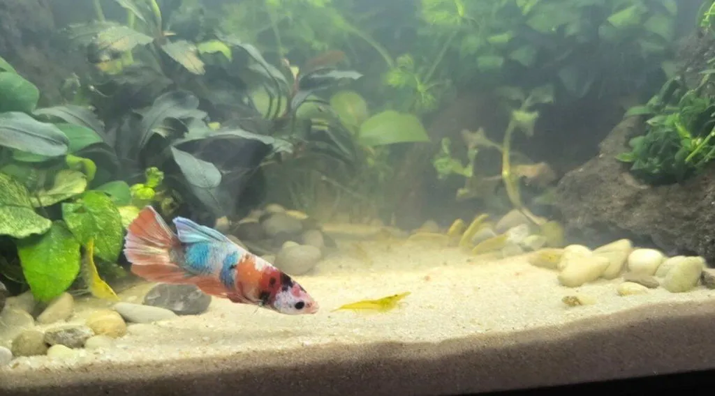 Garnelen TV Koi Galaxy Plakat kampfisk hane