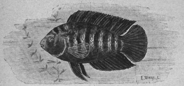 Näsets Ciklidhobby Kameleont-malawi akvariefisk 5–6 cm